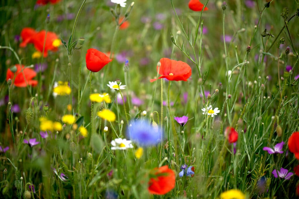 Colourful wildflowers
