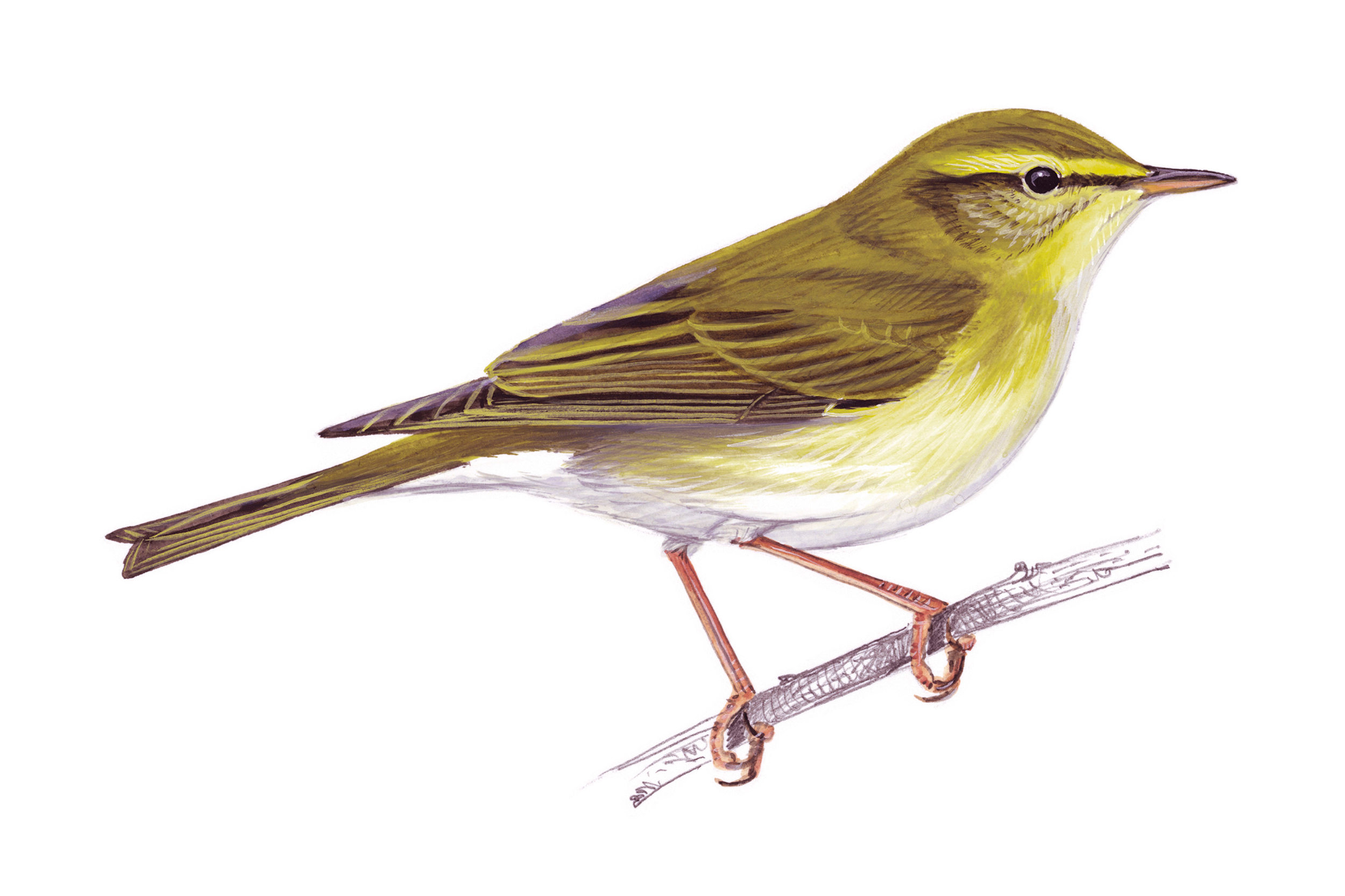 Willow Warbler illustration
