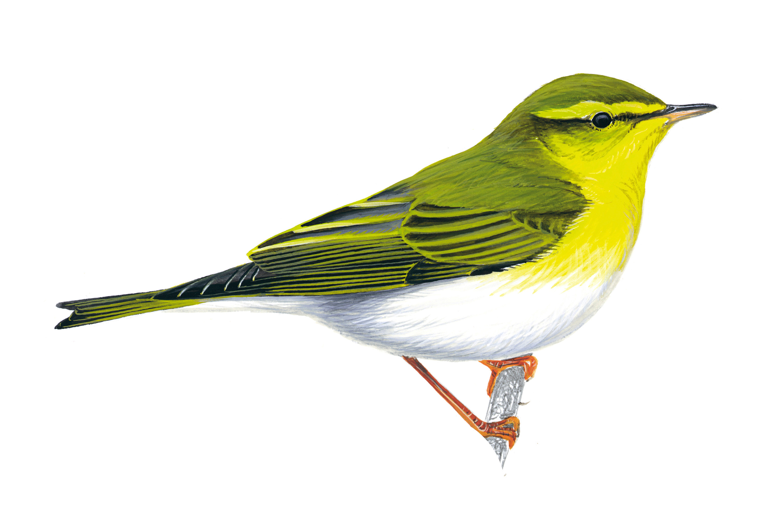 Wood Warbler