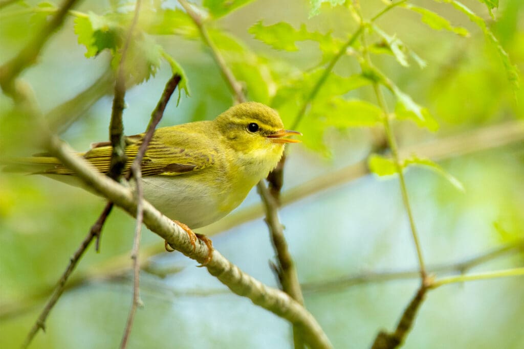 Wood Warbler on a branch