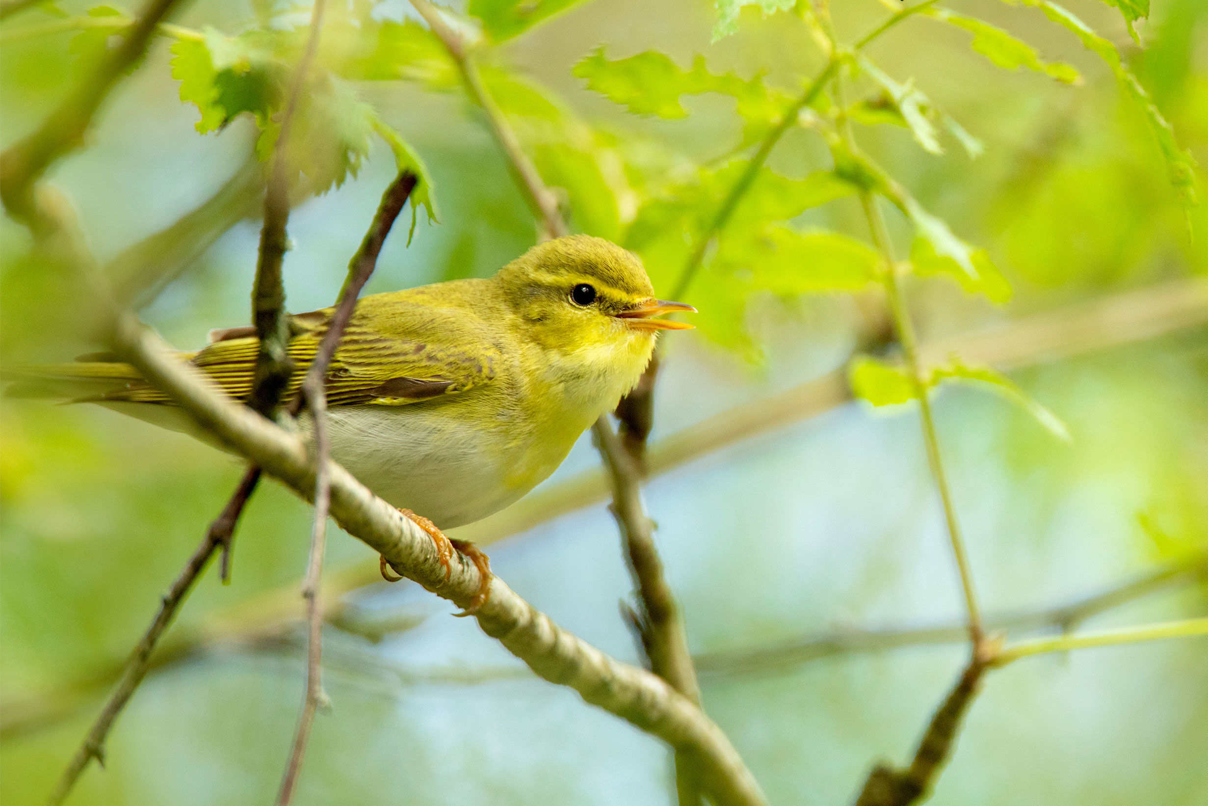 Wood Warbler on a branch