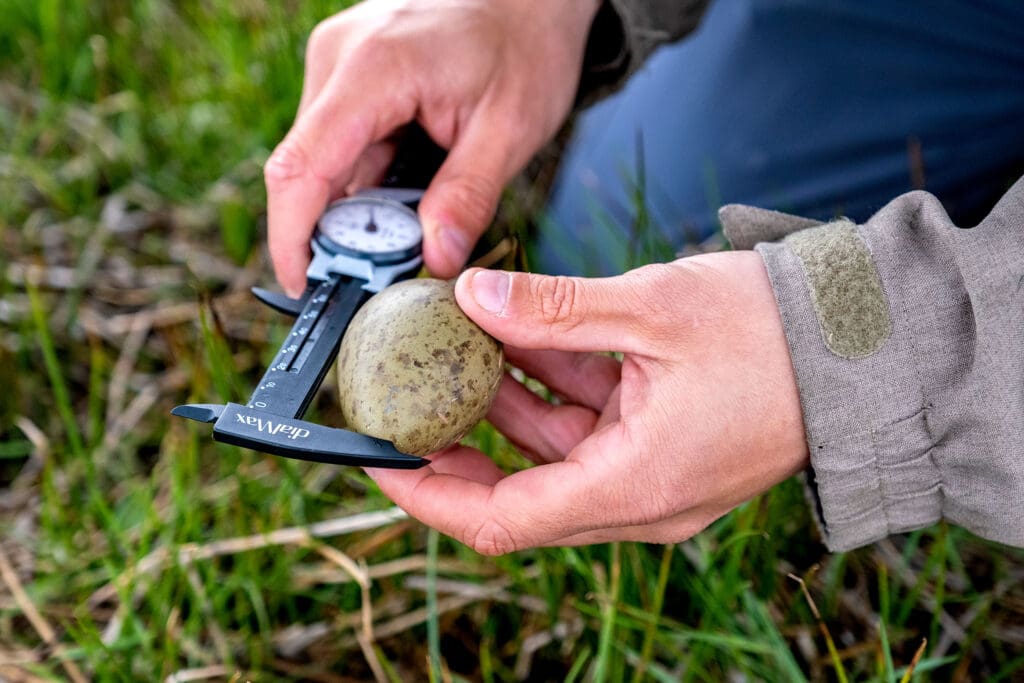 Conservation worker measures egg