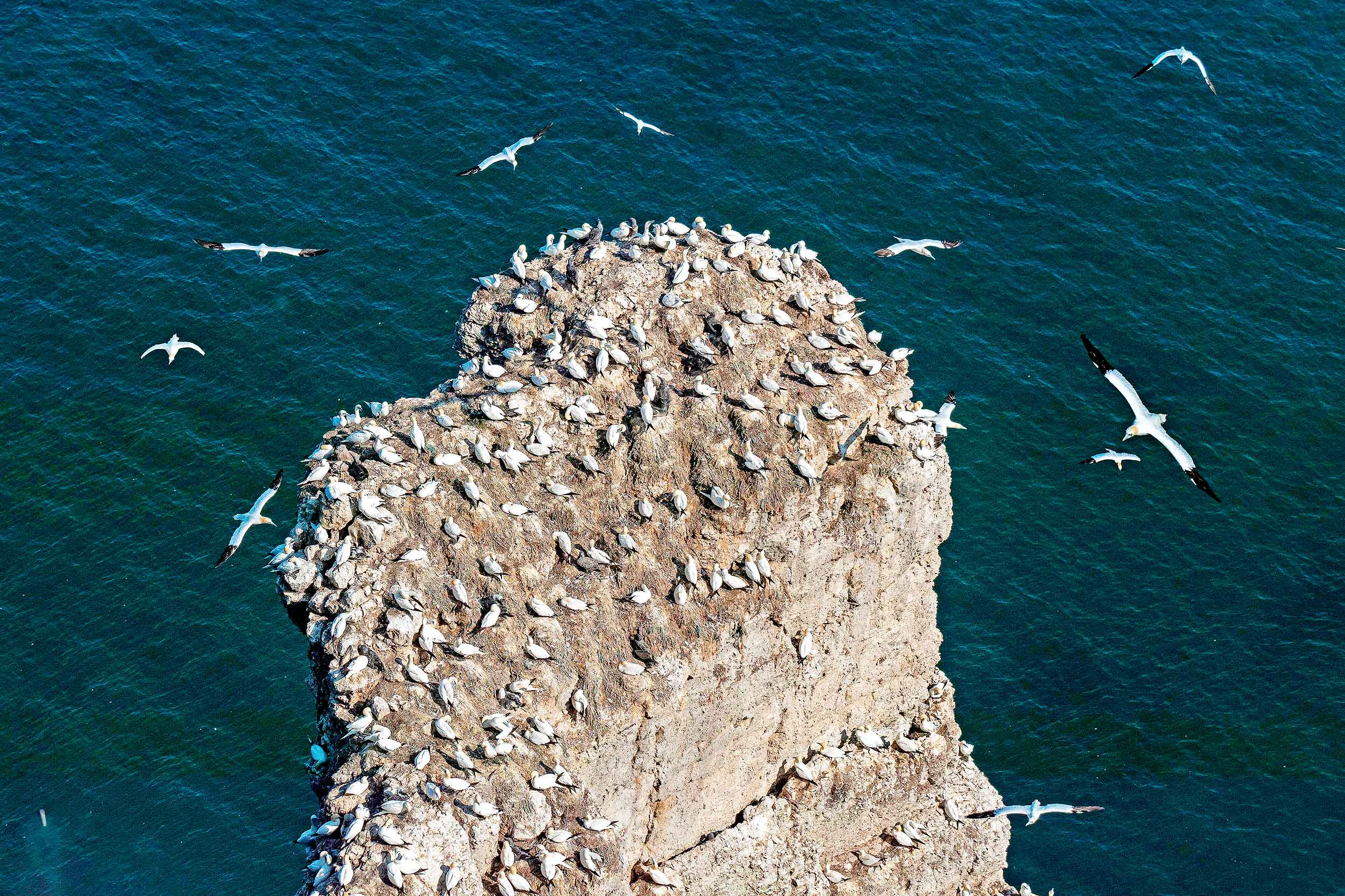 Many birds are nesting on a cliff top while several others are flying off over the sea