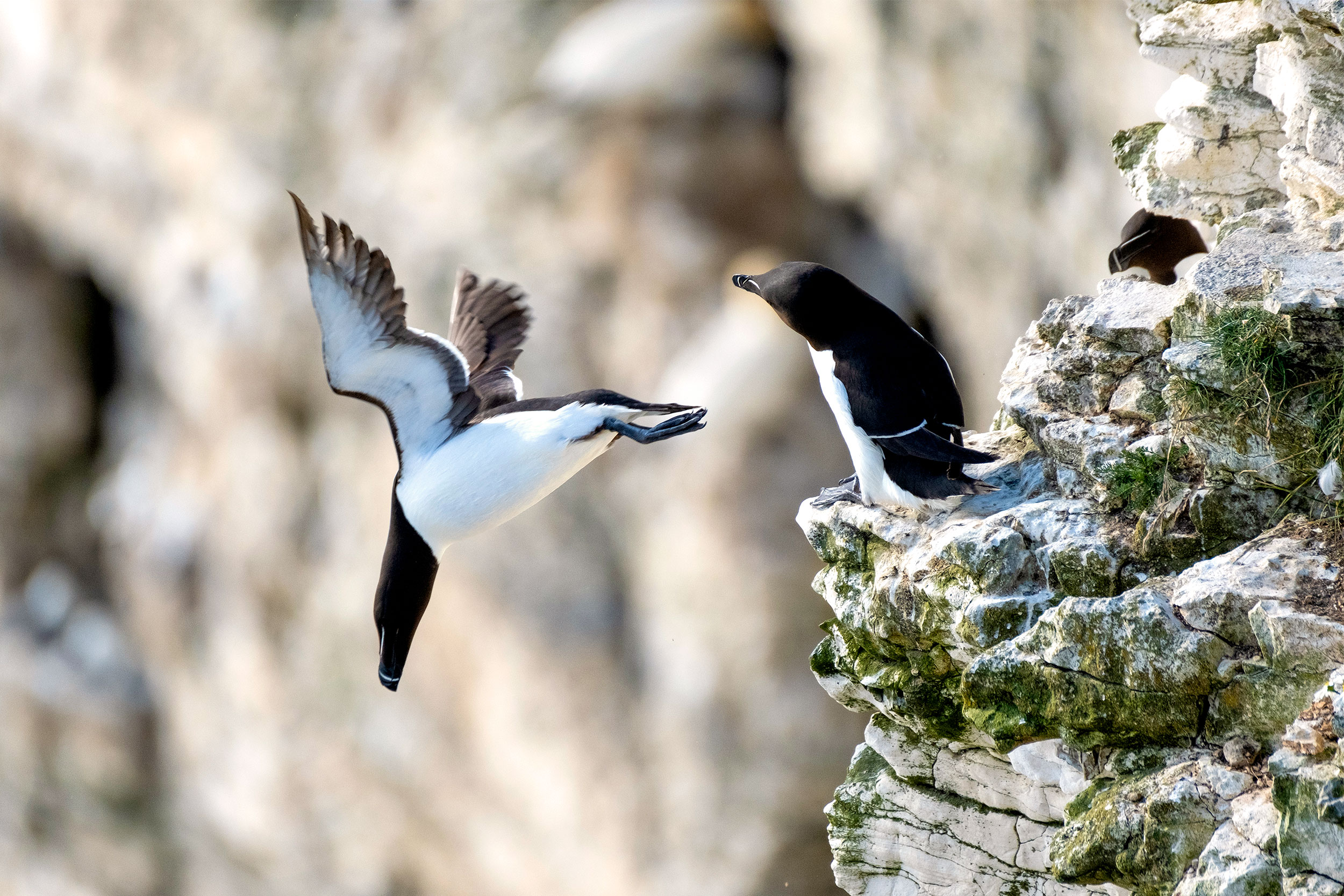 A Razorbill dives off a rock face while another Razorbill watches