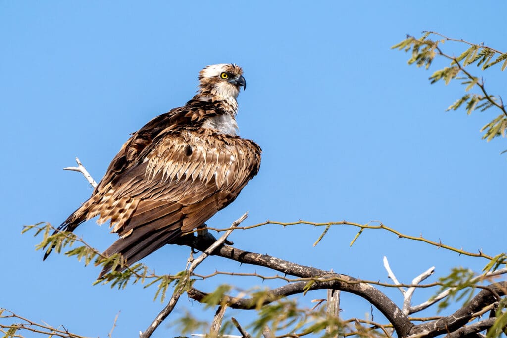 An Osprey sits on a branch against a blue sky