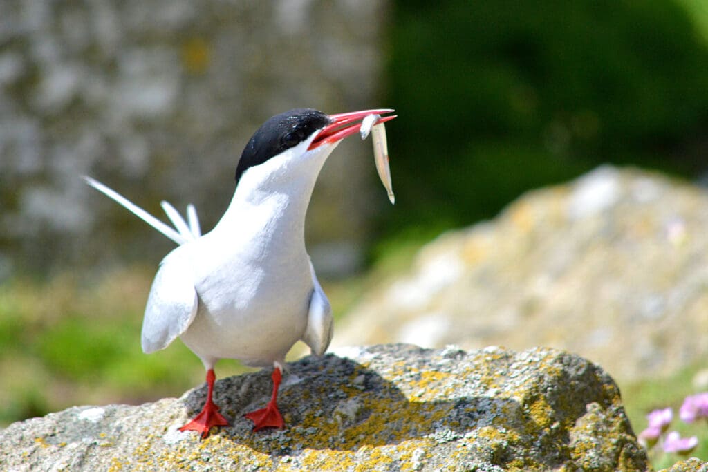 Arctic Tern stood on a rock with a sandeel in its mouth