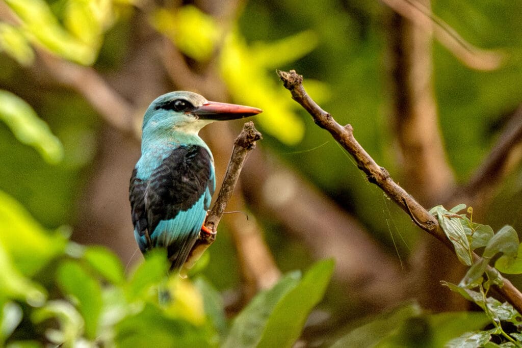 A Blue-breasted Kingfisher is perched on a branch