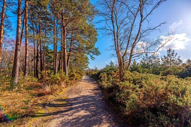 A path with trees either side against a blue sky