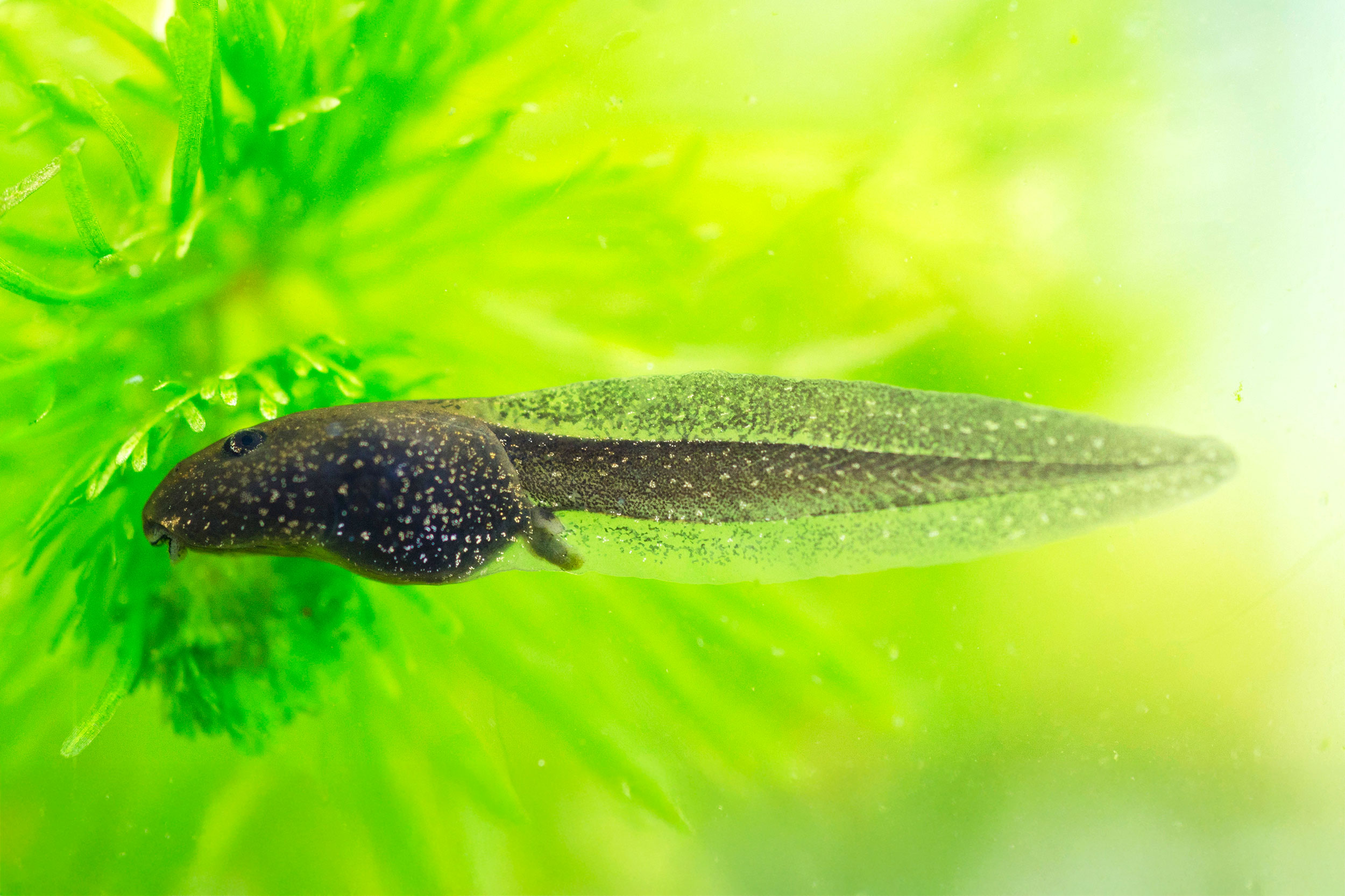 A Common Frog Tadpole in front of Hornwort