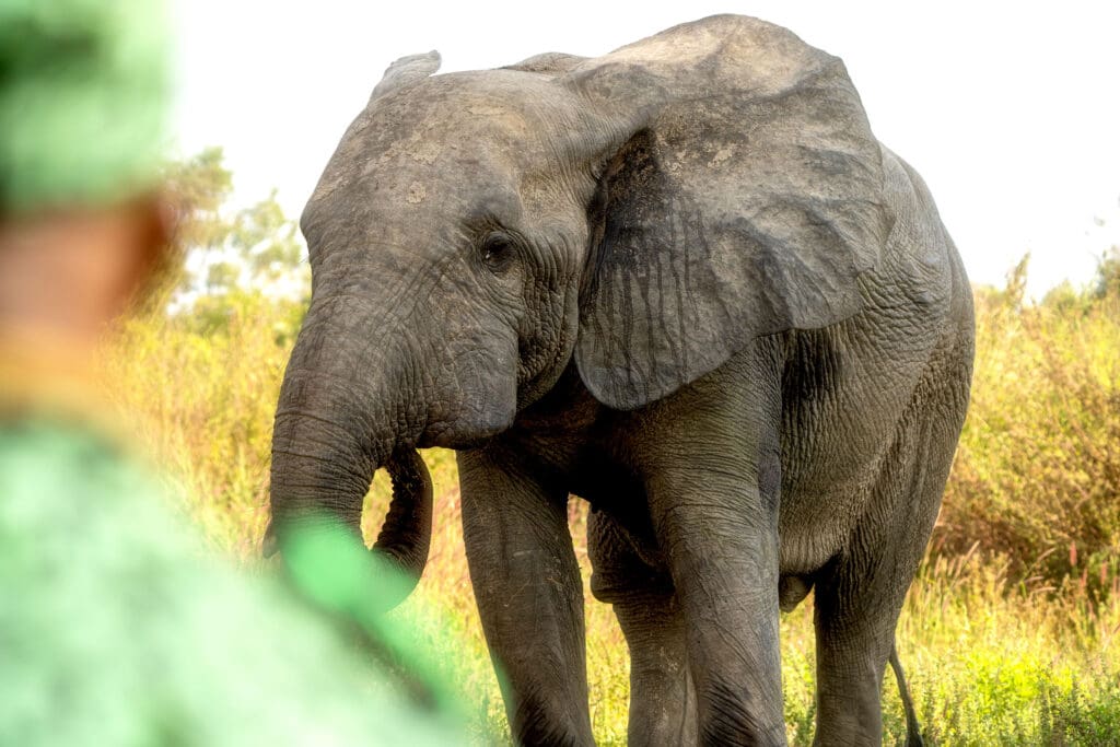 An elephant in Mole National Park
