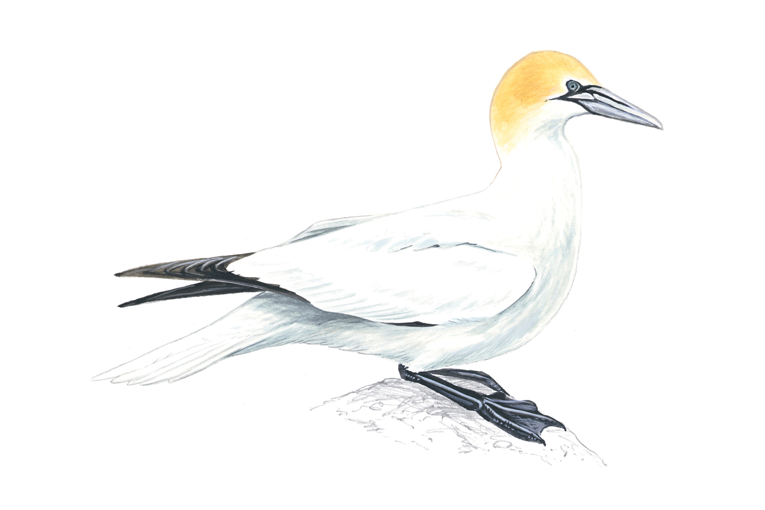 An illustration of a Northern Gannet stood on a rock