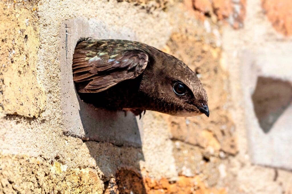 The head of a Swift pokes out of a Swift brick in a wall