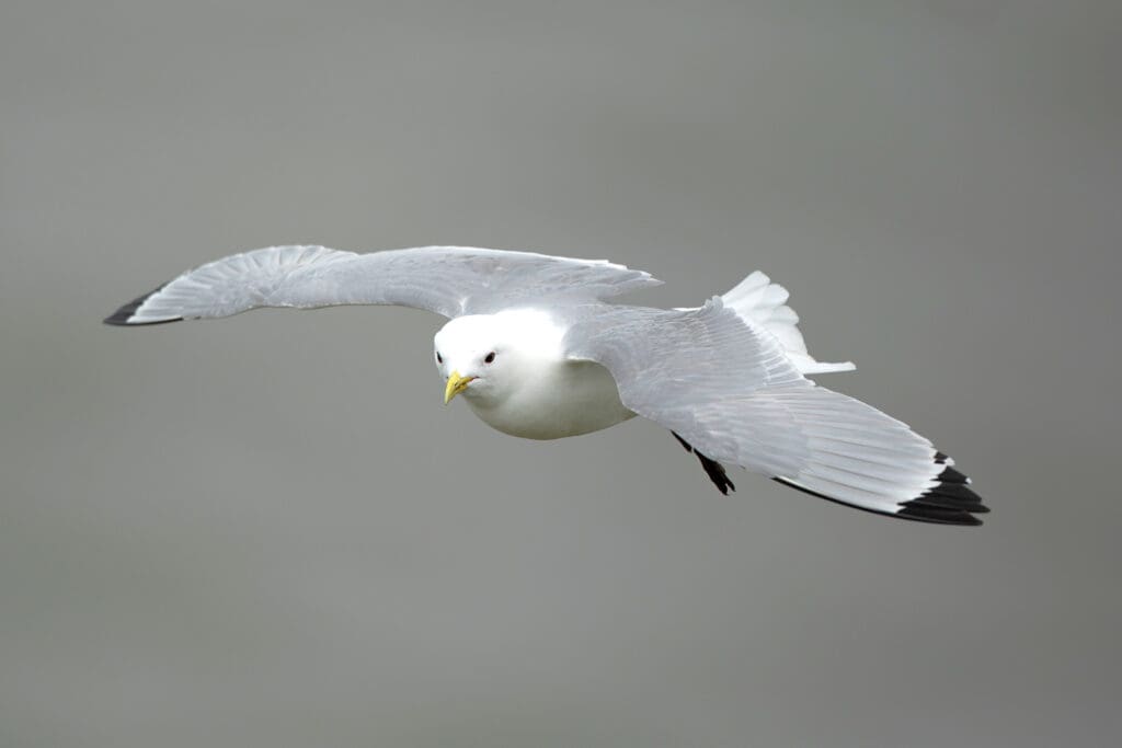 A Kittiwake in flight against a grey sky