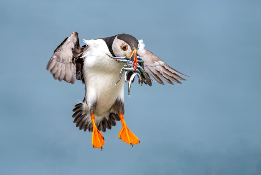 A puffin in flight with lots of sandeels in its beak