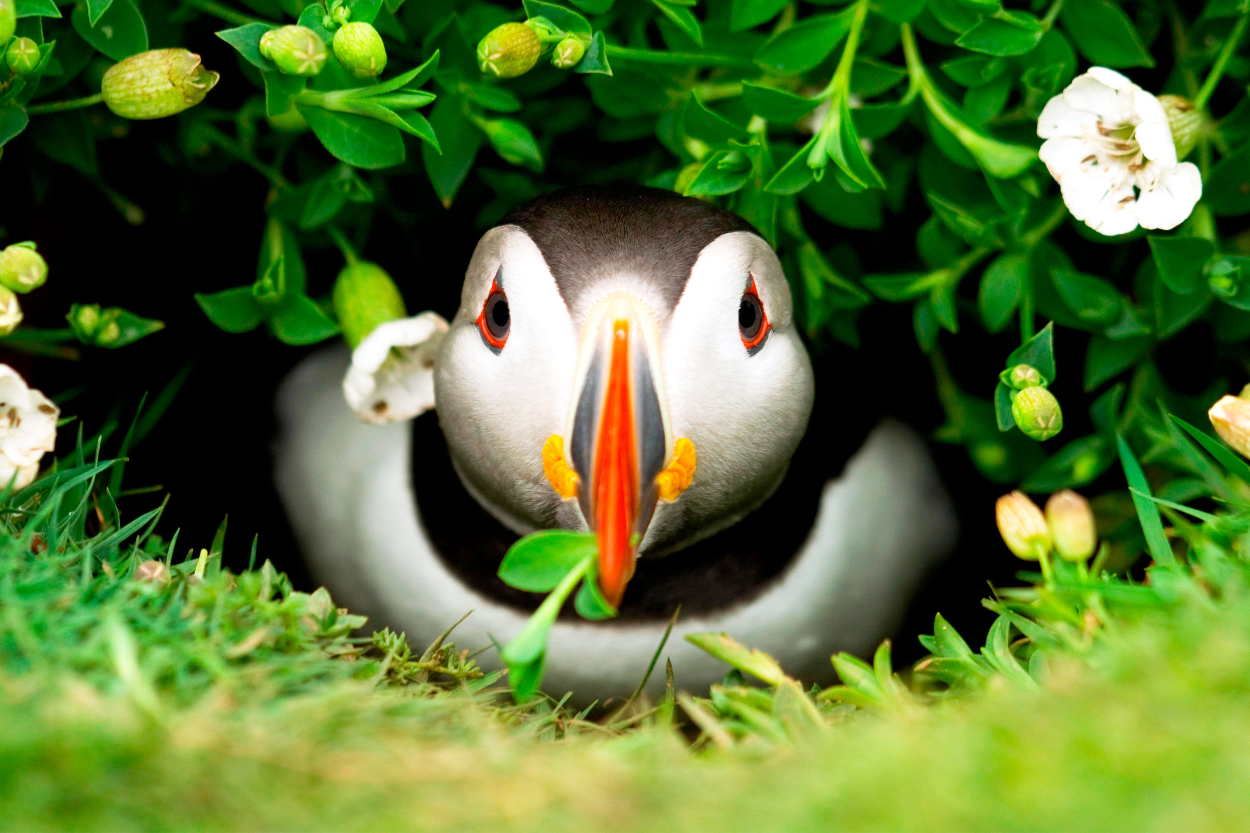 A Puffin nesting underneath a flowering plant