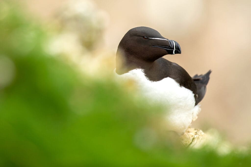 A razorbill on land stood behind green foliage