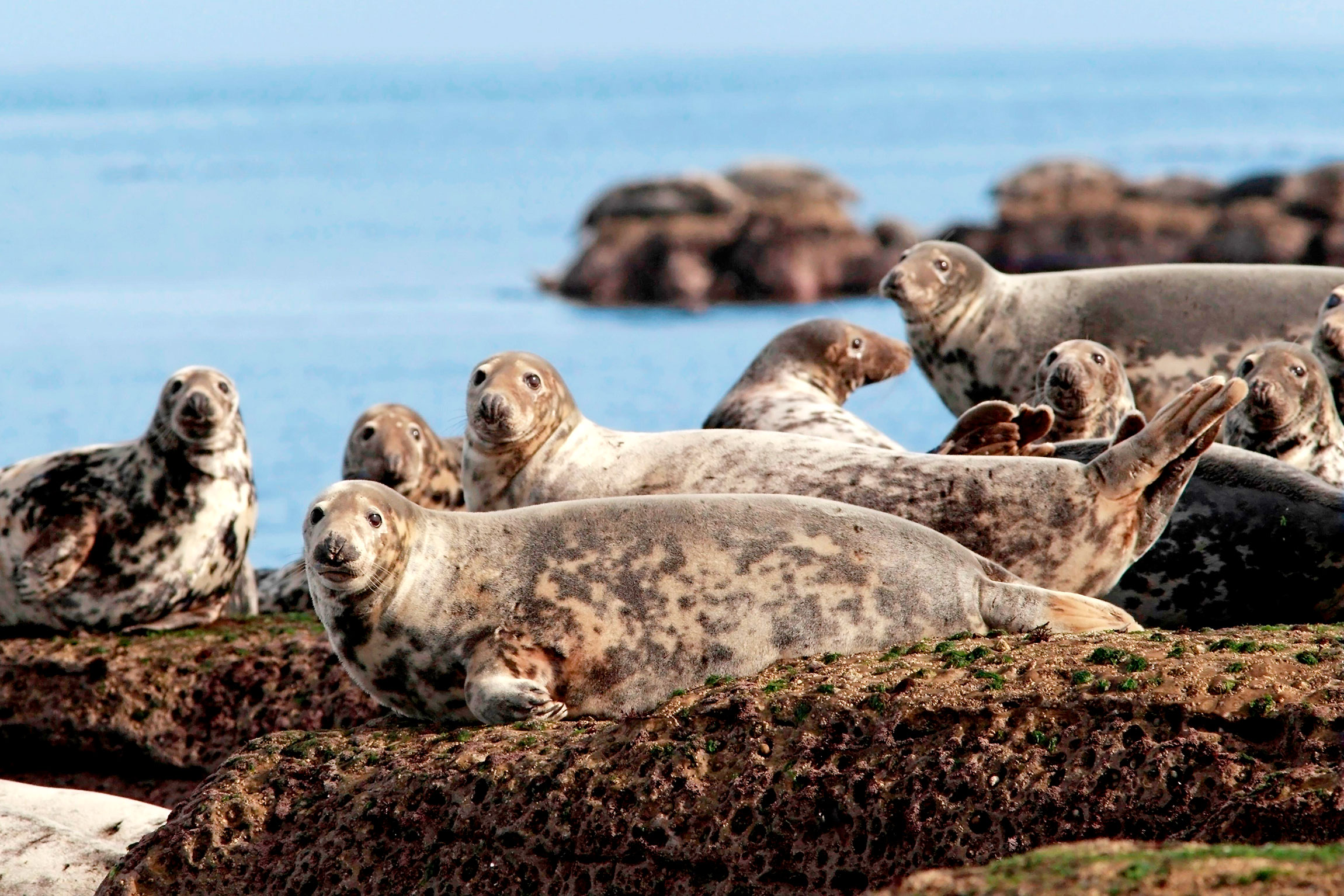 A group of Grey Seals rest on rocks, looking at the camera