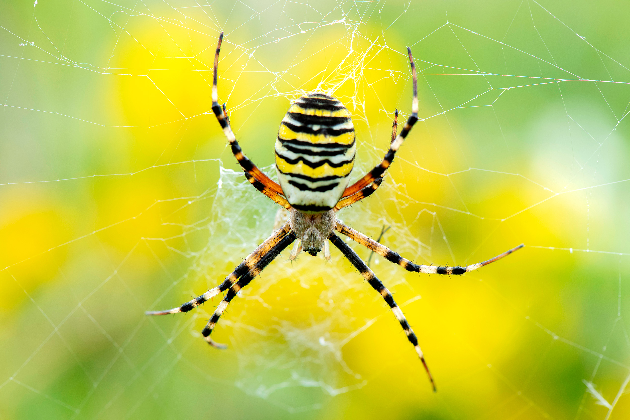 Wasp Spider in a web