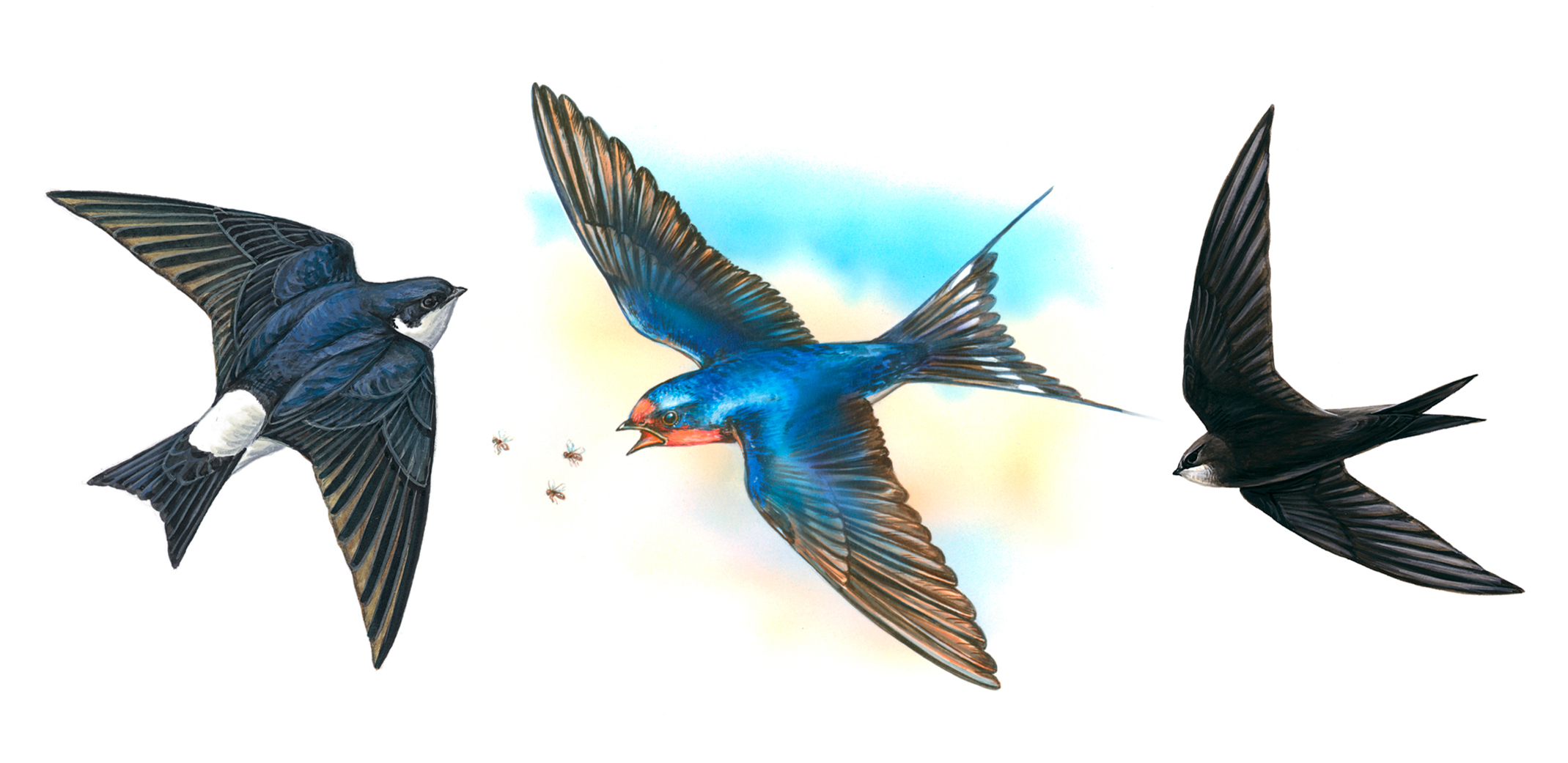 An illustration of a House Martin, Swallow and Swift