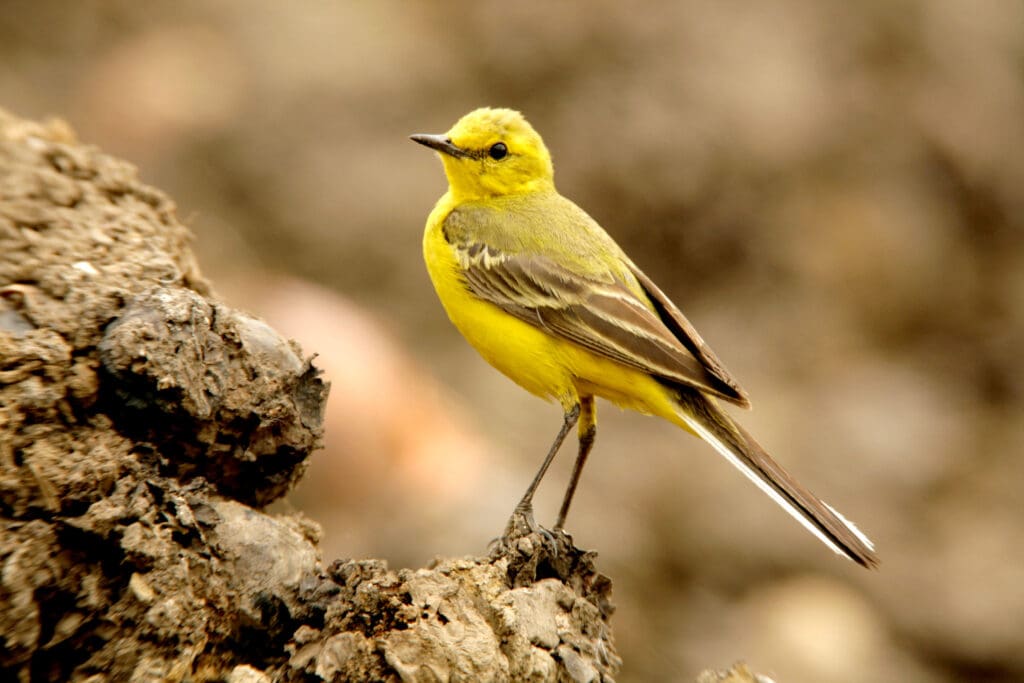 A Yellow Wagtail is perched on a tree stump