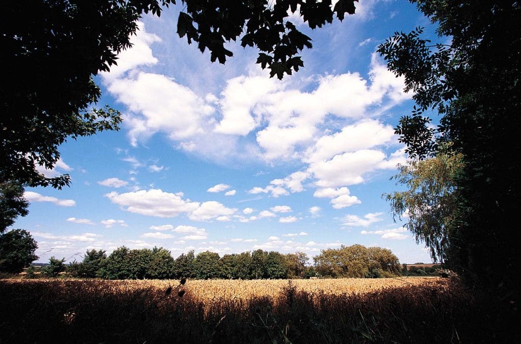 Yellow wheat fields framed by trees in shadow, against a blue sky