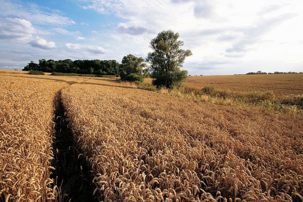 Field of tall, yellow wheat, with a path running through it, going into the distance