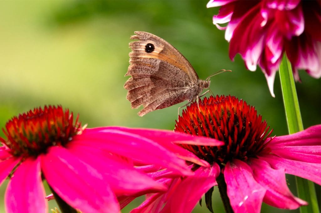 A butterfly alights on a pink flower