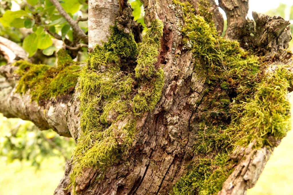 A moss-covered tree