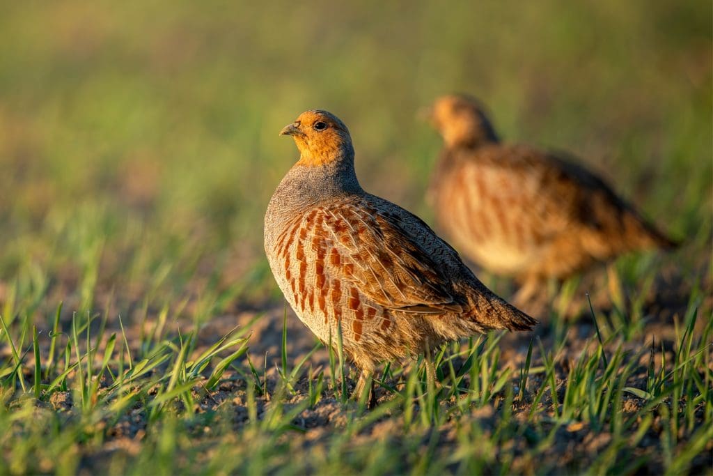 A pair of Grey Partridge
