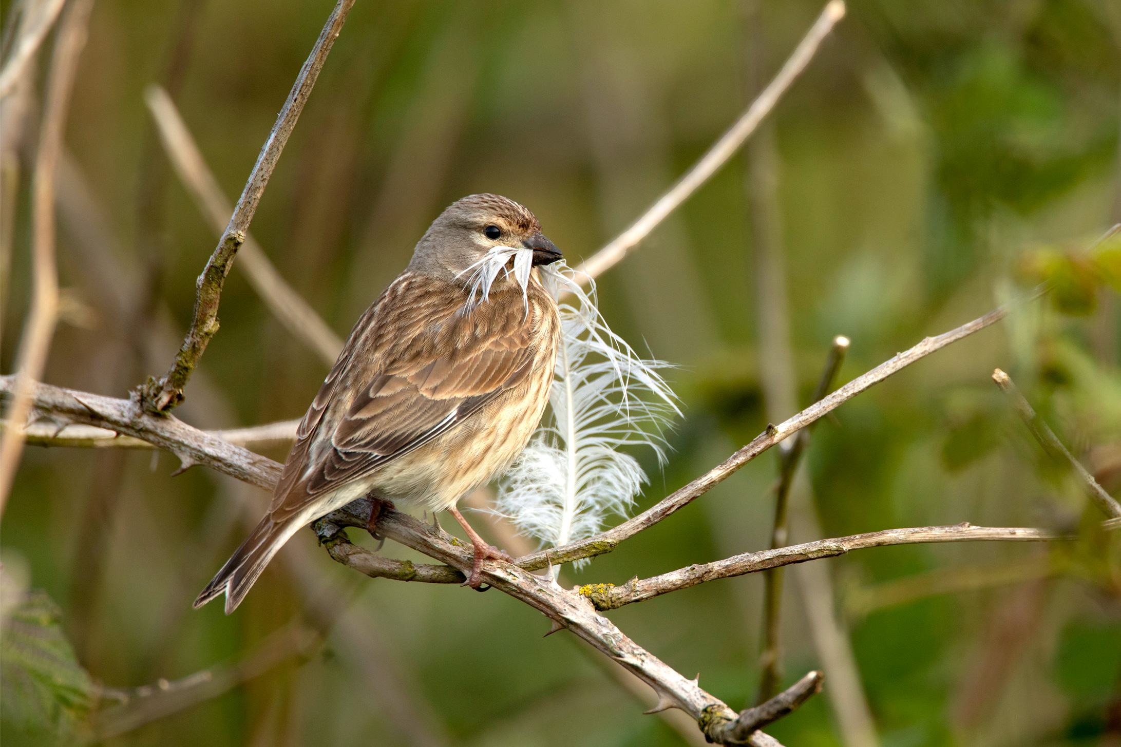 Linnet with a feather in its beak, perched on a leafless branch