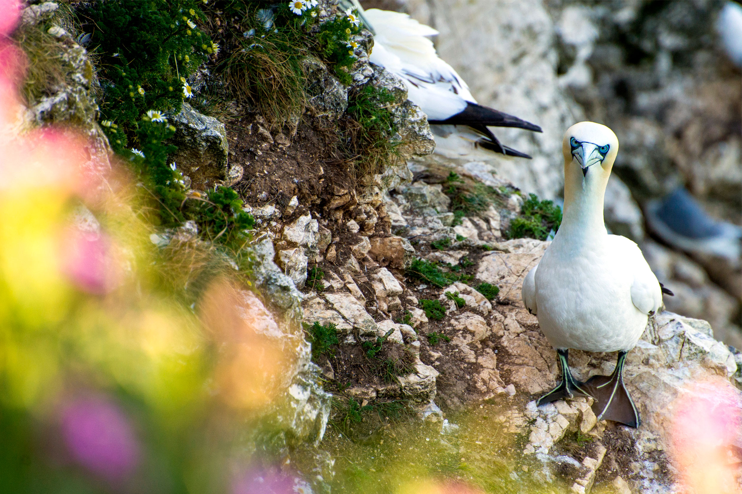 Two Gannets on the side of a cliff; one is facing the viewer