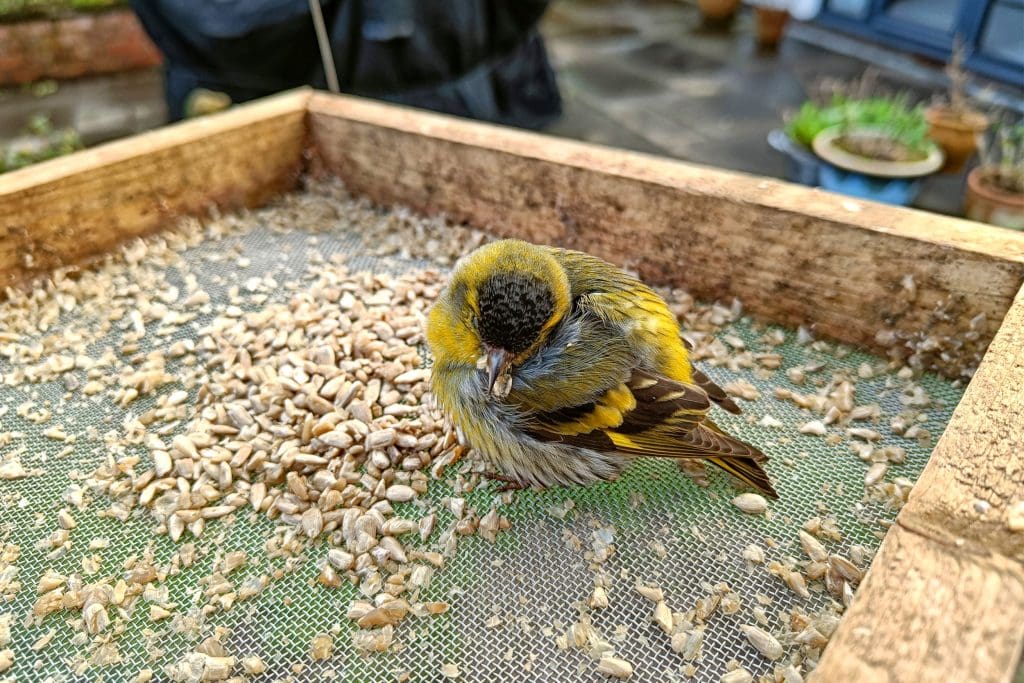 A Siskin trying to feed on grains