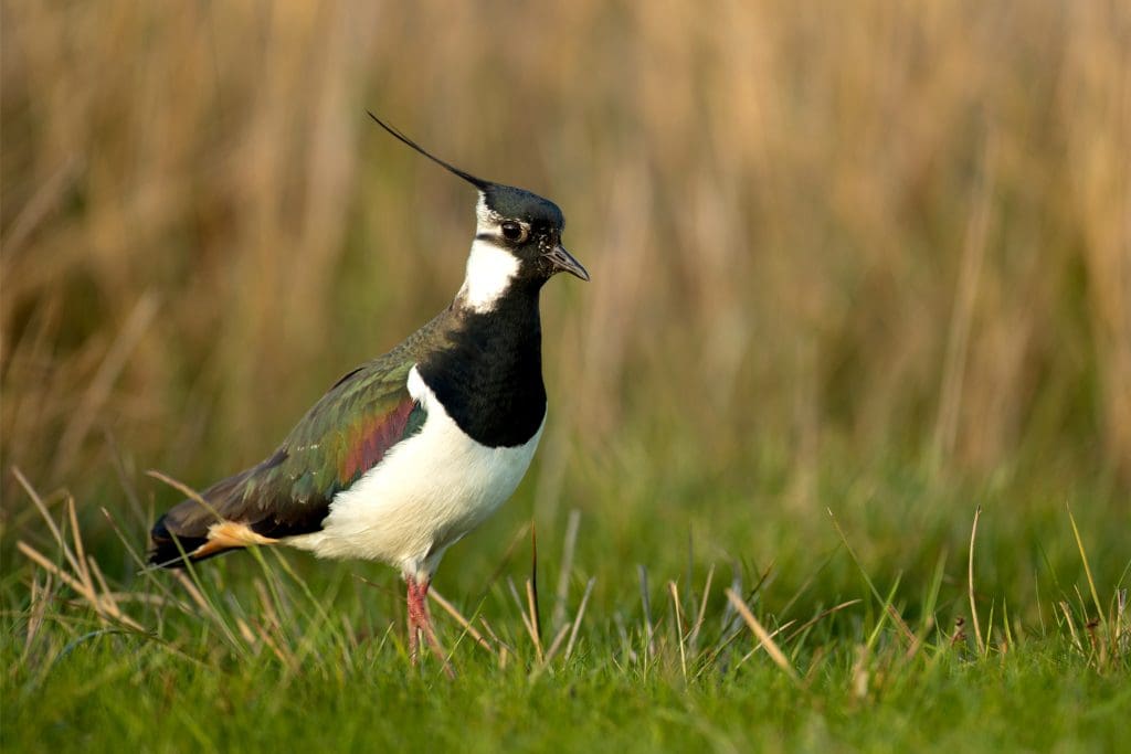 A Lapwing on the grass