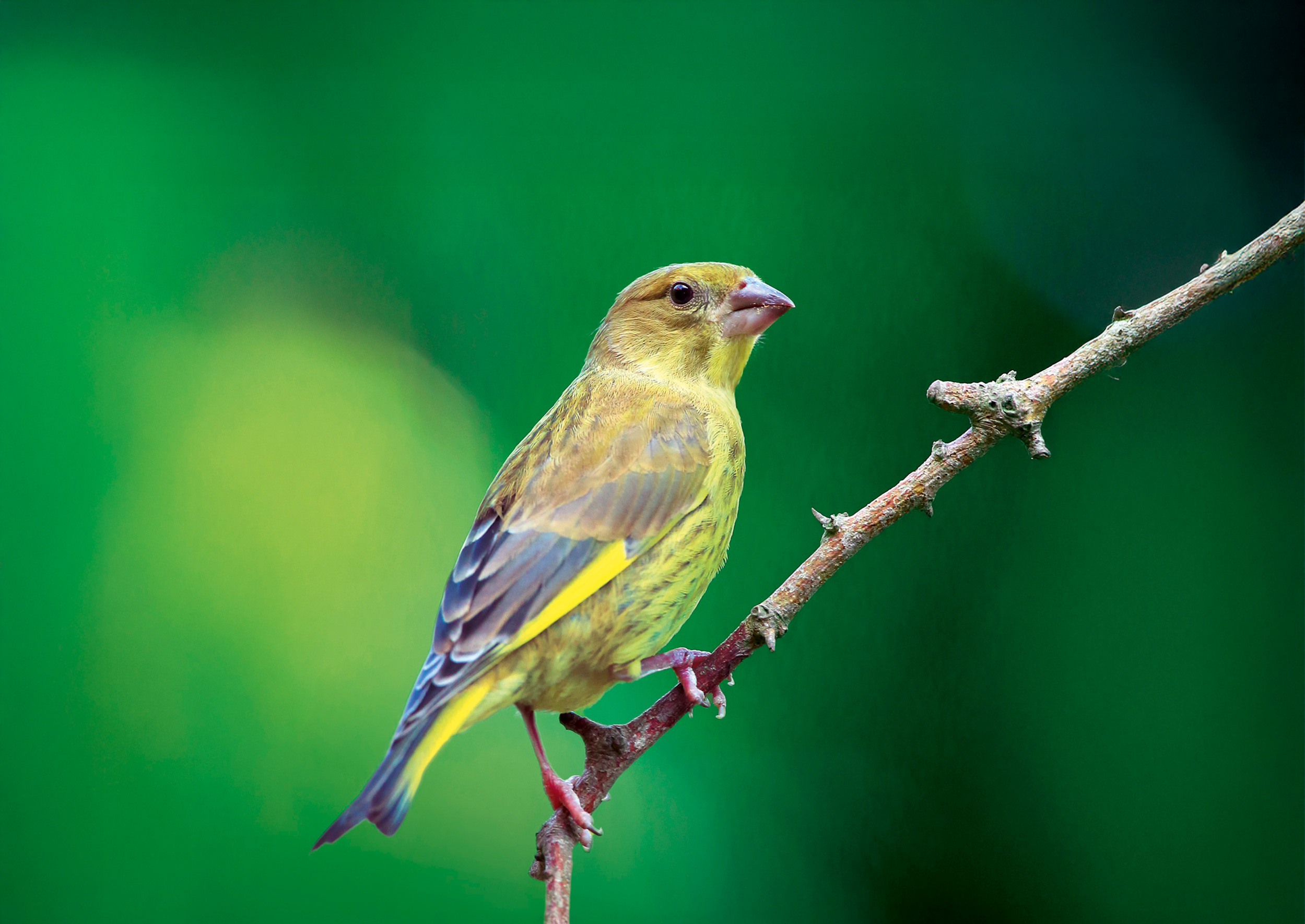 Greenfinch perched on a branch