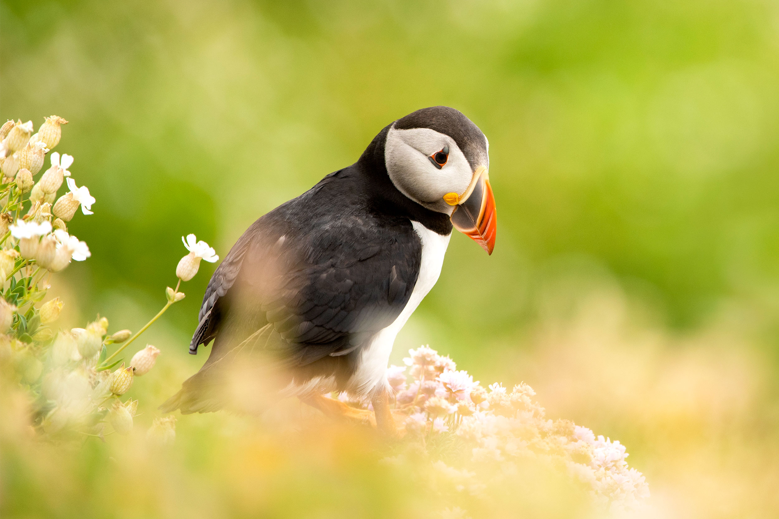 A Puffin on land stood amongst flowers and green foliage