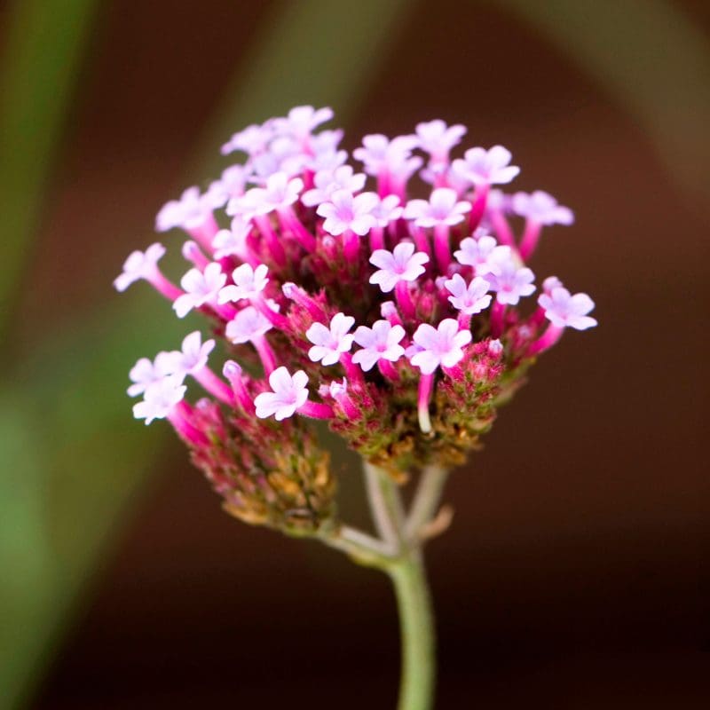 Flower close-up