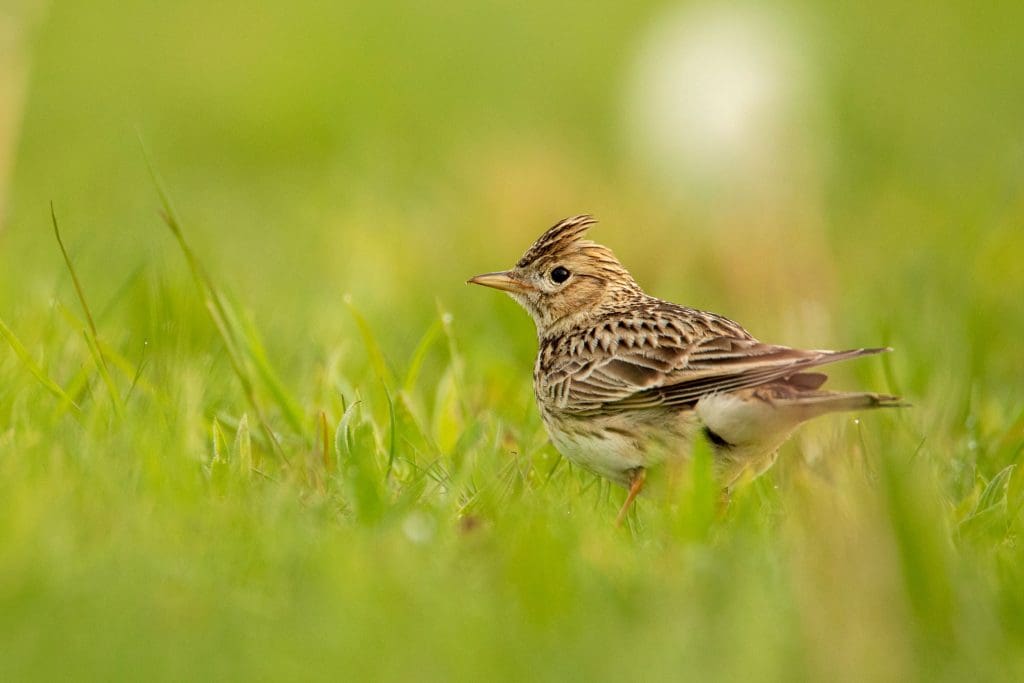 A Skylark on the ground, left-side view