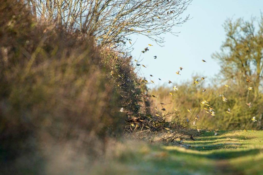 A flock of Yellowhammer lift off next to a hedgerow on the edge of a field