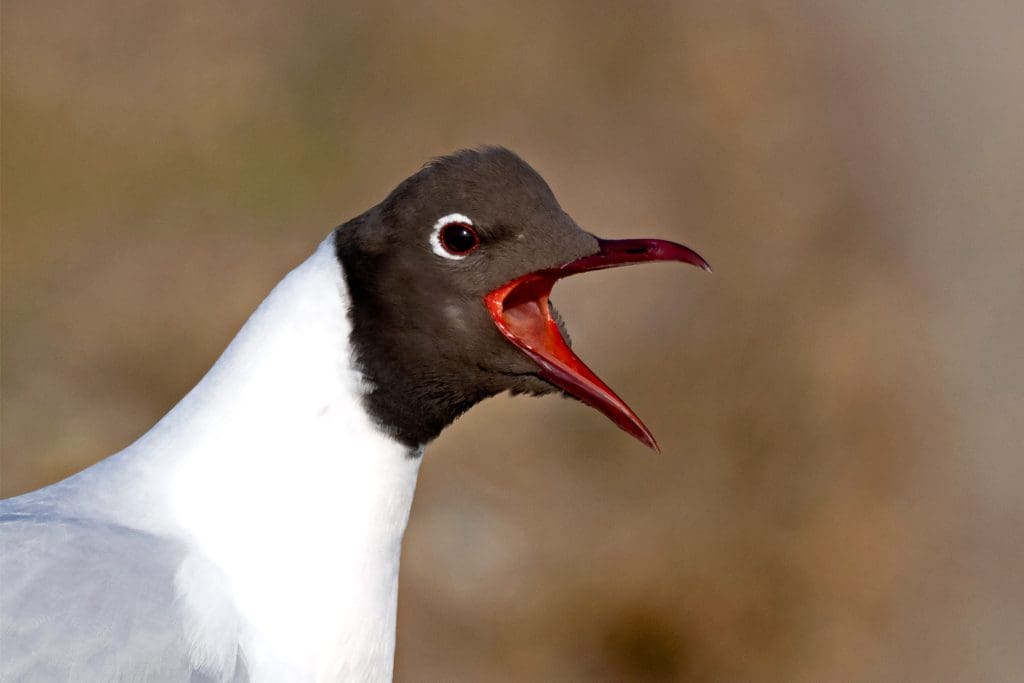 A Black-headed Gull with its beak open
