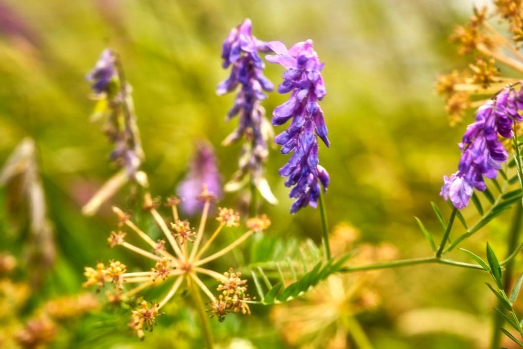 Purple Tufted Vetch