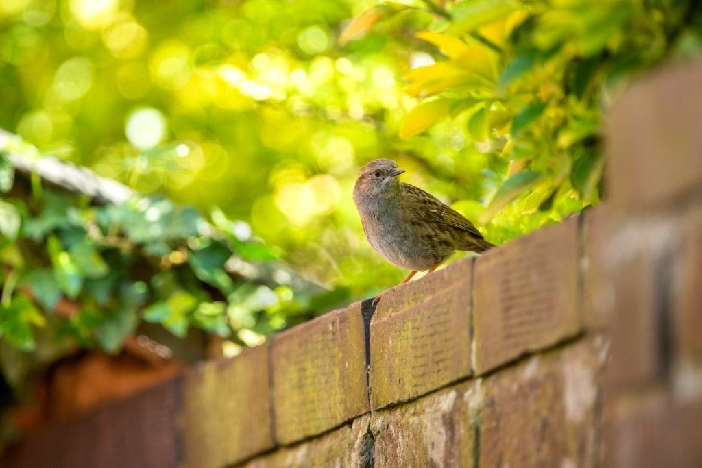 Dunnock