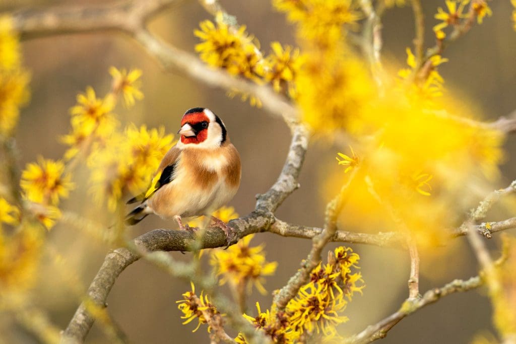 Goldfinch