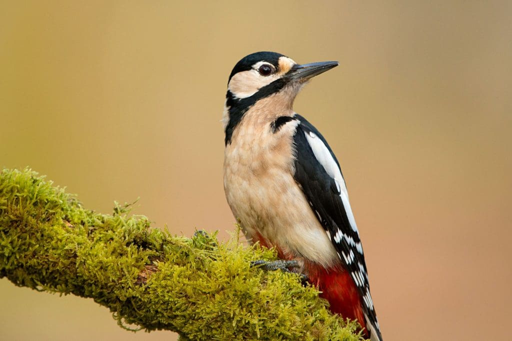 A Great Spotted Woodpecker on a mossy branch