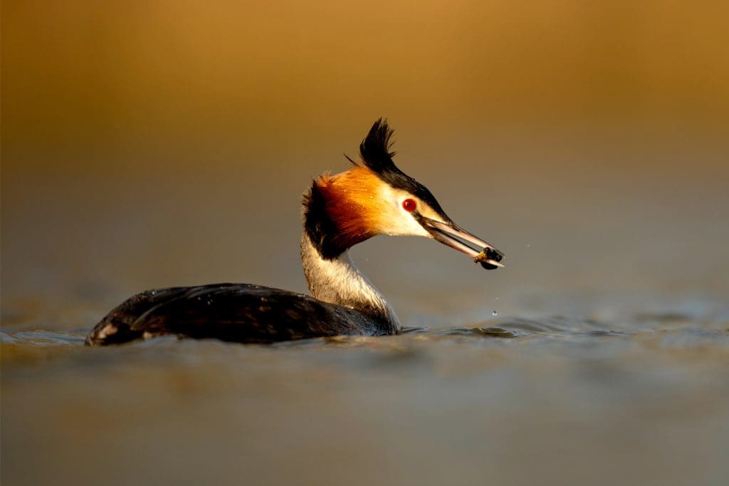 A Great Crested Grebe eating caddisfly larvae