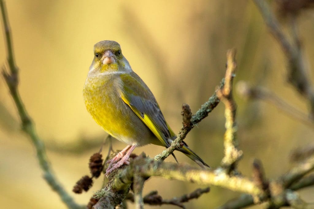 Greenfinch