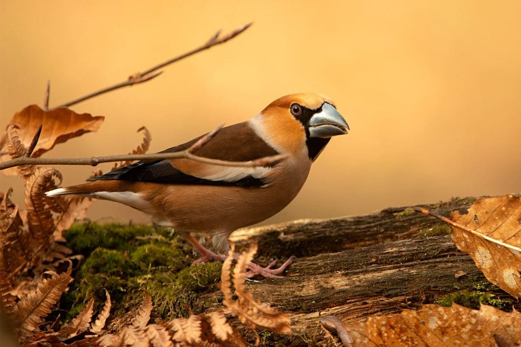 Hawfinch