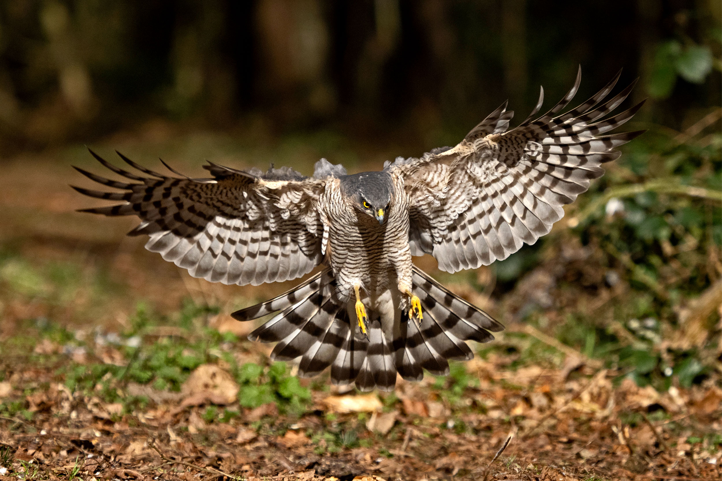 Sparrowhawk