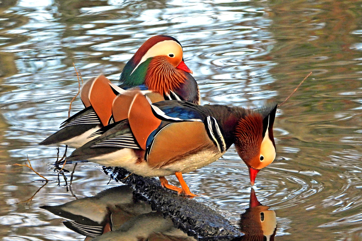 Male Mandarin pair