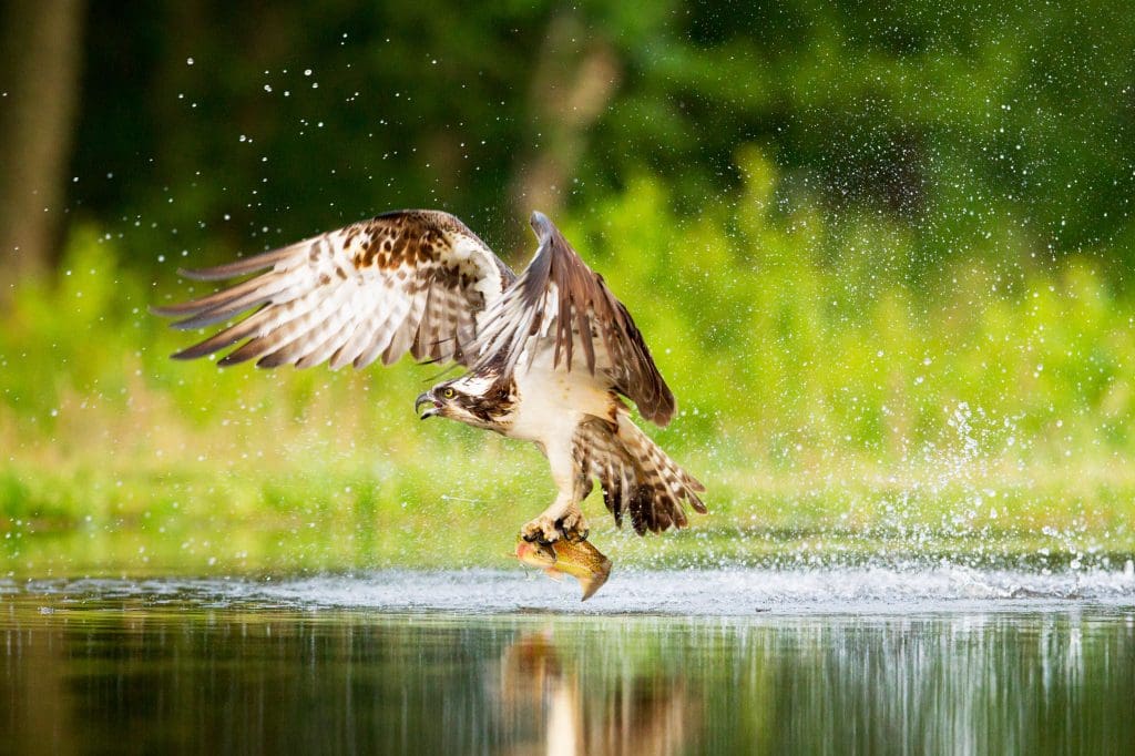 An Osprey in flight above water with a fish in its talons
