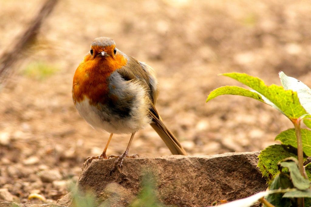 Robin